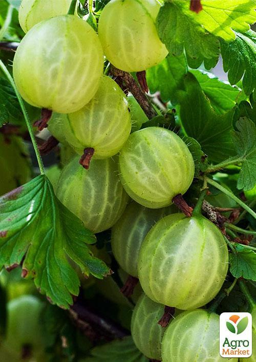 Штамбовий агрус "Мукурінес" (Mukurines) (пізній термін дозрівання) - фото 4