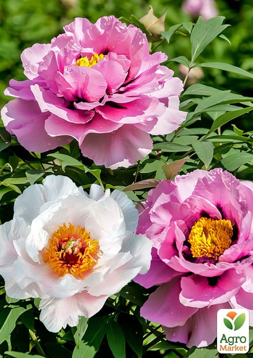 Півонія деревоподібна "Чарівність" суміш ТМ "Vesna Exclusive" 6шт