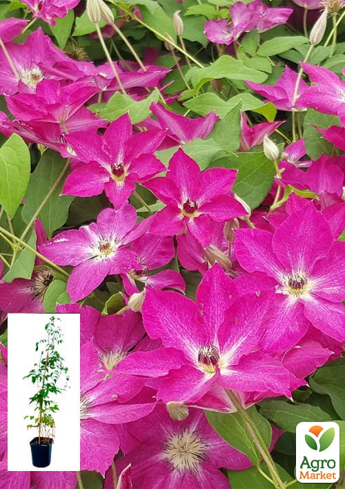 Клематис 2-х летний "Viva Polonia" С2