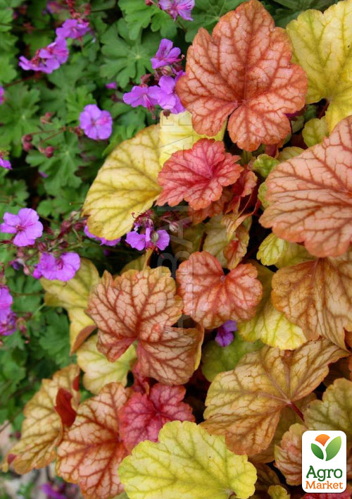 Гейхера (Heuchera) "Champagne" С1 (высота 15-30см)