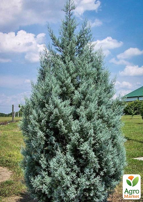Кипарис Аризонський 8-річний (Cupressus arizonica) висота 180-200см - фото 3