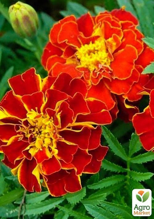 Бархатцы "Кармен" (Зипер) ТМ "Весна" 1г - фото 3