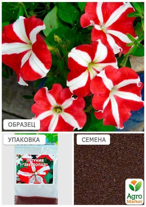 Петунія "Зорепад" (Зипер) ТМ "Весна" 1г - фото 4