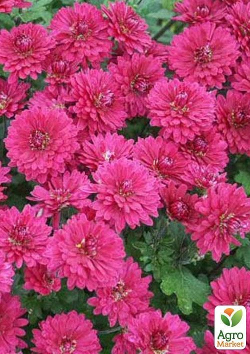 Хризантема мультифлора "Темно-розовая"