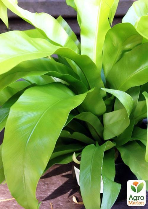 Костенец гнездовой "Asplenium Nidus". дм17 см выс. 65 см