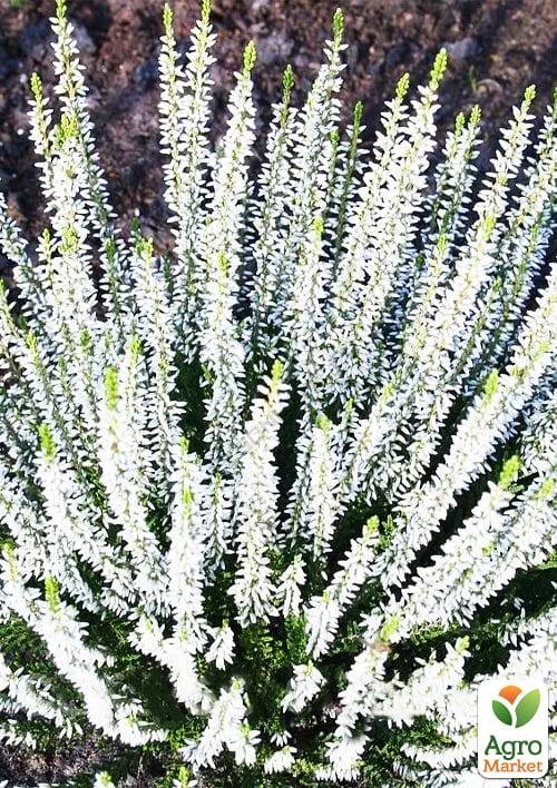 Верес вічнозелений "Long White" - фото 5