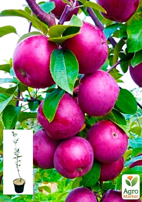 Яблоня "Черный принц" укорененная в контейнере (саженец 2 года)