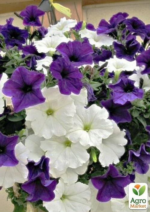 Петуния "День и ночь" (Зипер) ТМ "Весна" 1г