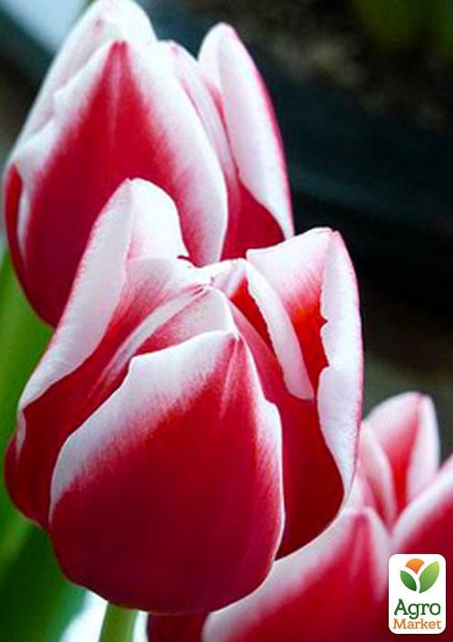 Тюльпан "Leen van der Mark" 3шт в упаковке