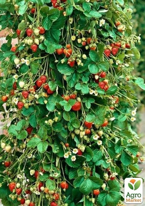 Клубника Ампельная "Белтран" (Beltran) (ремонтантный ранний сорт) - фото 2