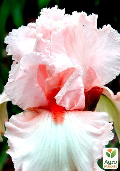 Ірис бородатий великоквітковий "Kentucky Woman" 1шт в упаковці