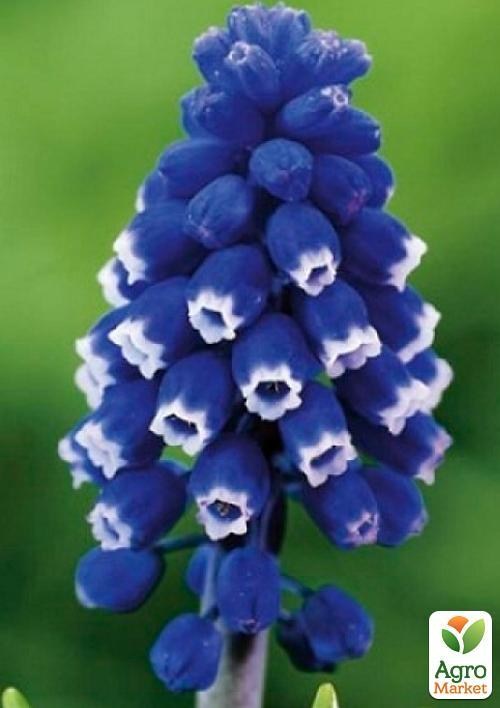 Мускари "Dark Eyes" (размер 5/+ , средний) 5шт в упаковке