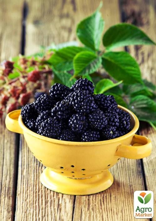 Эксклюзив! Ежевика блестящая насыщенно-черная "Селебрити" (Celebrity) (премиальный крупноплодный сорт)