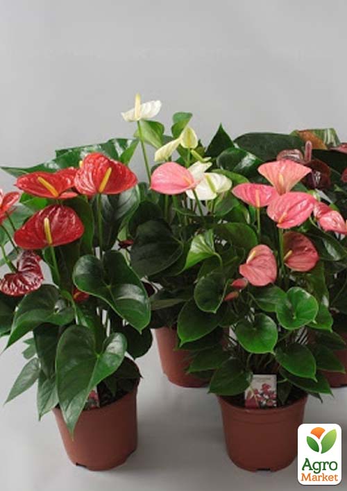Антуріум "MIX" уцінка (без квітів)