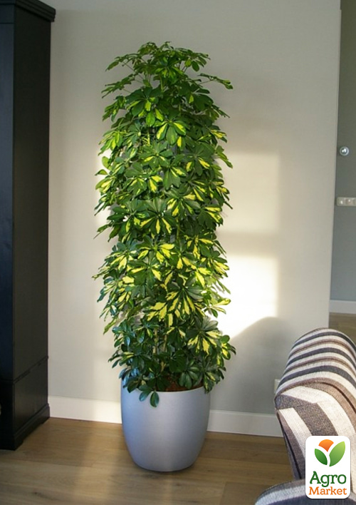 Шеффлера пестролистная "Luseana"  - фото 6