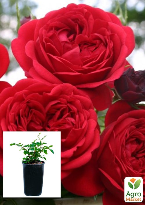 Роза в контейнере флорибунда "Rotkappchen" (саженец класса АА+)