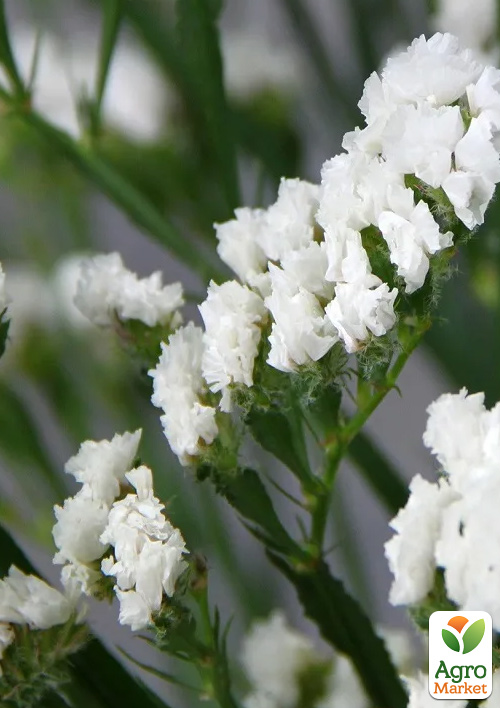 Статиця "Supreme White" (кермек, лимоніум, сухоцвіт)