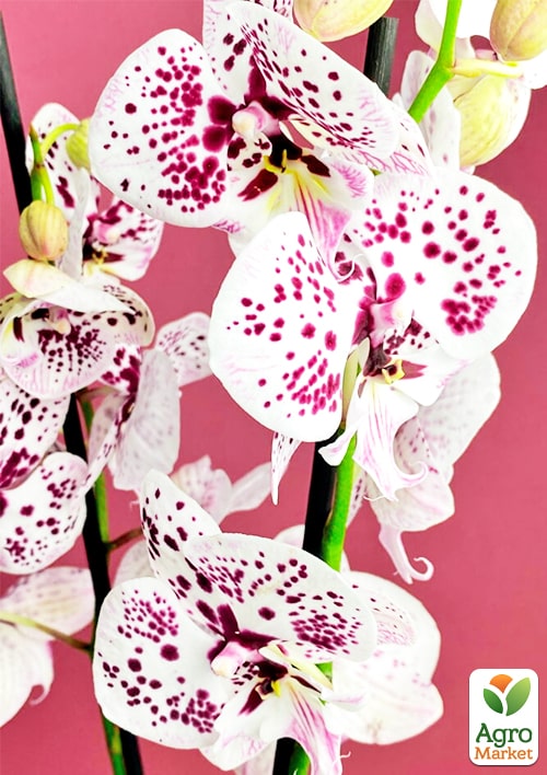 Орхідея (Phalaenopsis) "Cascad Leo" висота 35-45см - фото 5