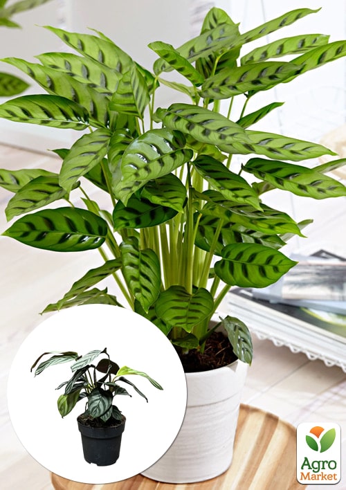 Калатея "Leopardina" висота 45-55см