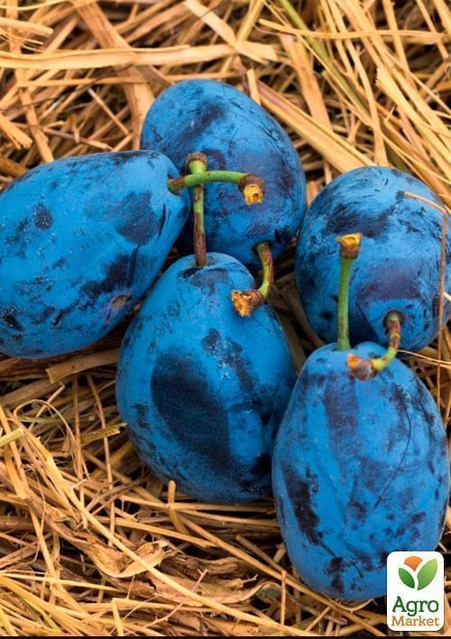 Слива "Чачакська Лепотіка" (літній сорт, середній термін дозрівання) - фото 3