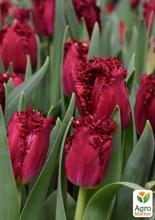 Тюльпан "Versace" 