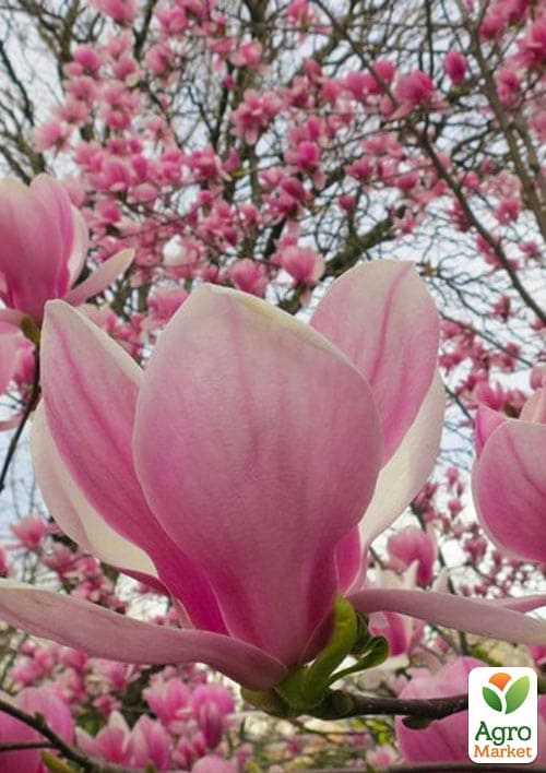 LMTD Магнолия "Soulangeana" 3-х летняя (высота 50-70см) - фото 5