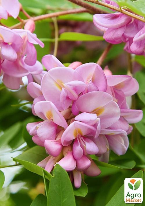 Акация розовая "Hispida" (кустовая)