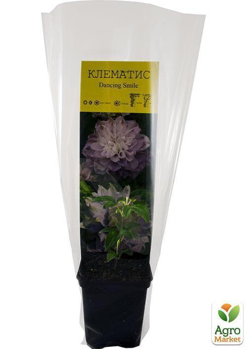 Клематис "Dancing Smile" (повторноквітучий сорт) - фото 5