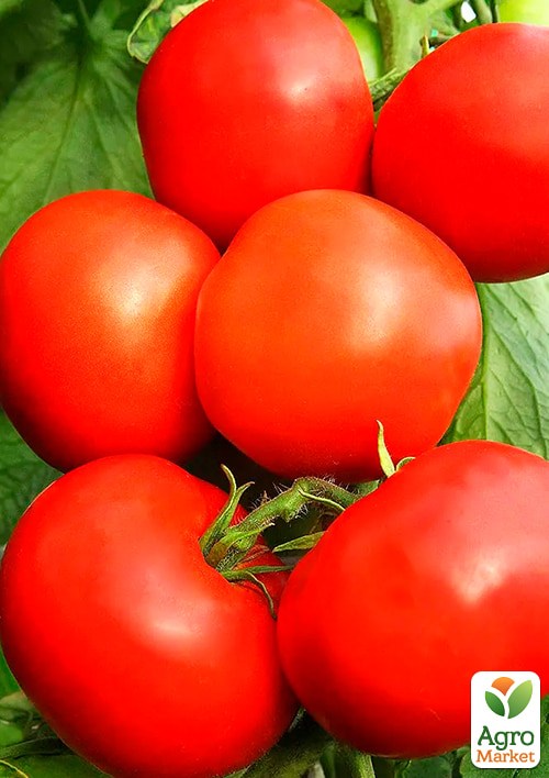 Томат "Джина" (Зипер) ТМ "Весна" 0.5г - фото 2