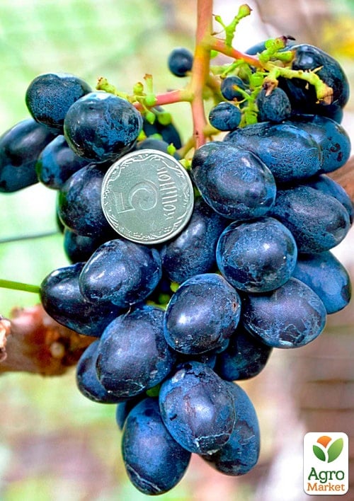 Виноград "Кодрянка" (ранний срок созревания)