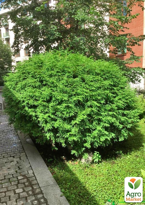 Туя западная "Globosa" С2, высота 25-30см - фото 3