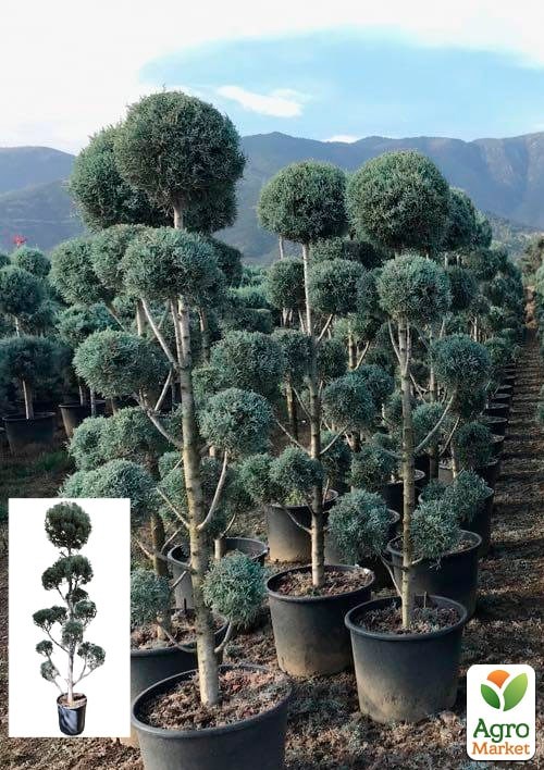 Кипарисовик Аризонский Бонсай (высота 180-200см)