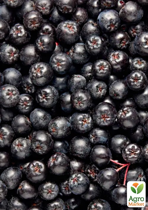 Арония "Всеслава" (рябина черноплодная) - фото 4