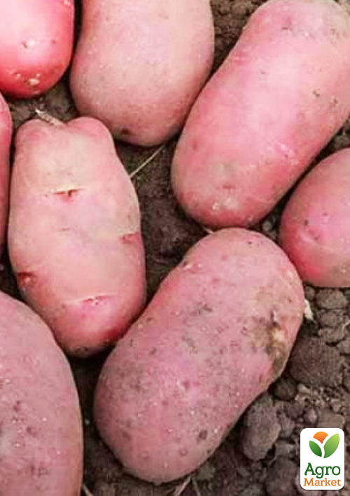 Картопля "Каразон" насіннєва рання (1 репродукція) 5кг