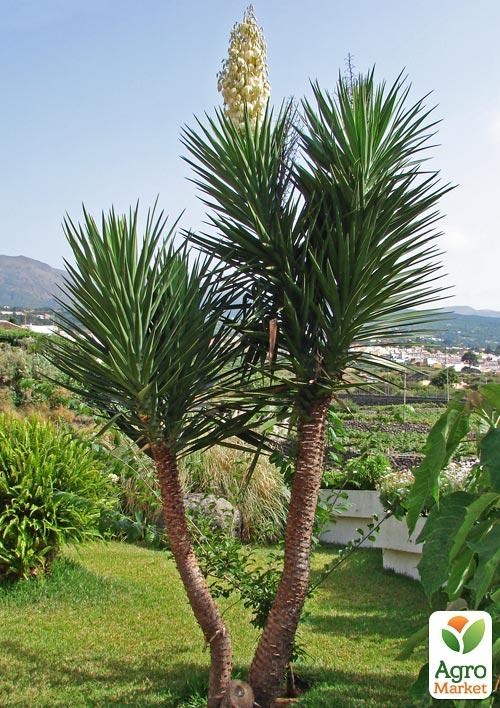 Юкка Треккулианская (легко формирующийся штамб) - фото 2