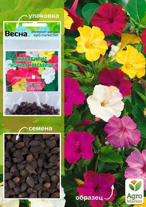 Мірабіліс "Нічна красуня" (Зипер) ТМ "Весна" 1.5г