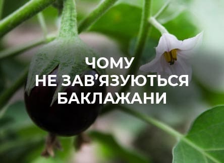 Как улучшить опыление баклажанов в тепличных условиях.