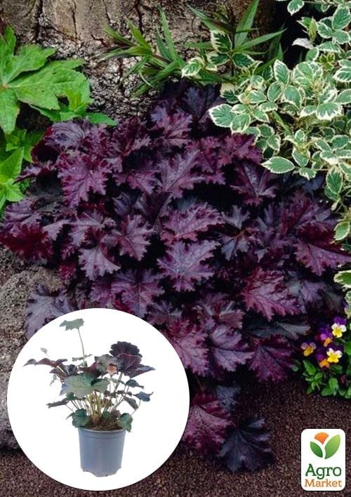 Гейхера 3-х летняя "Palace Purple" Нидерланды (вазон С2)
