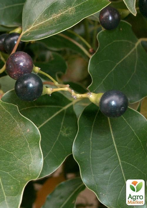 Камфорное дерево "Коричник Камфорный" (пряно-ароматический, душистый) - фото 2