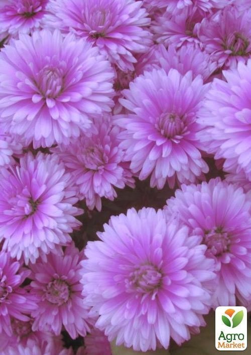 Астра ново-бельгийская "Fun Pink Dark" (контейнер № 10)