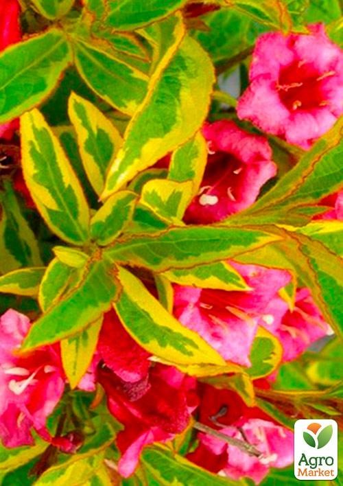 Вейгела "Brigela" вазон С3, высота 20-25см