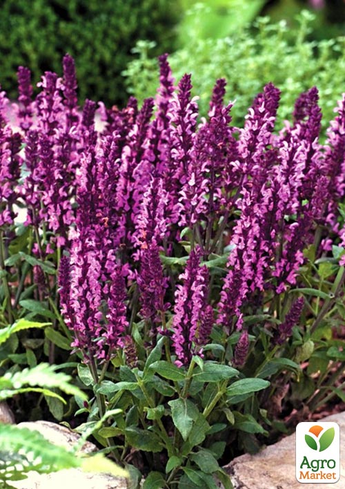 Шавлія Дубравна "Amethyst" 