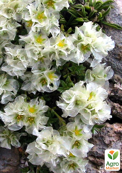 Паронихия подушковидная (редкий, ползучий вечнозеленый многолетник) - фото 2