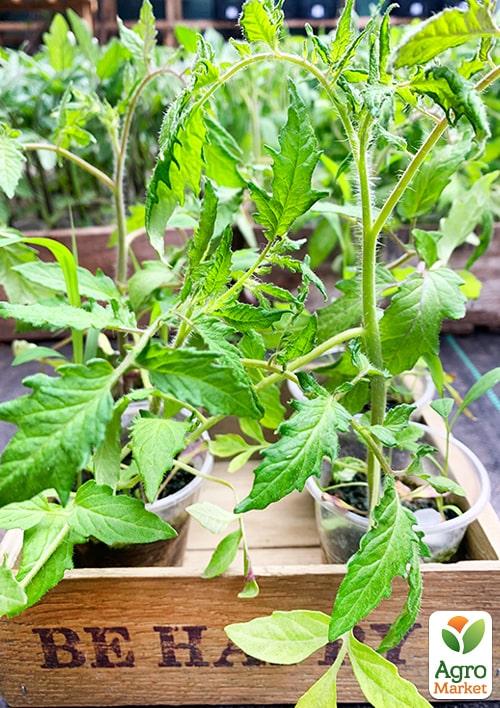 Рассада Томат «Примадонна» (фермерское взращивание), 1шт в упаковке - фото 2