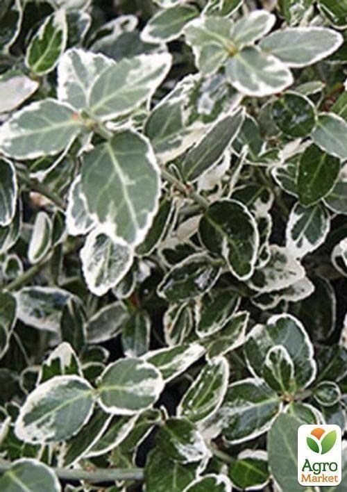 Бересклет Форчуна Euonymus fort. `Emerald Gaieti` контейнер 1л
