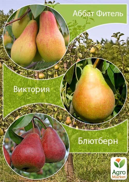 Дерево-сад Груша "Аббат Фитель+Виктория+Блютберн" 
