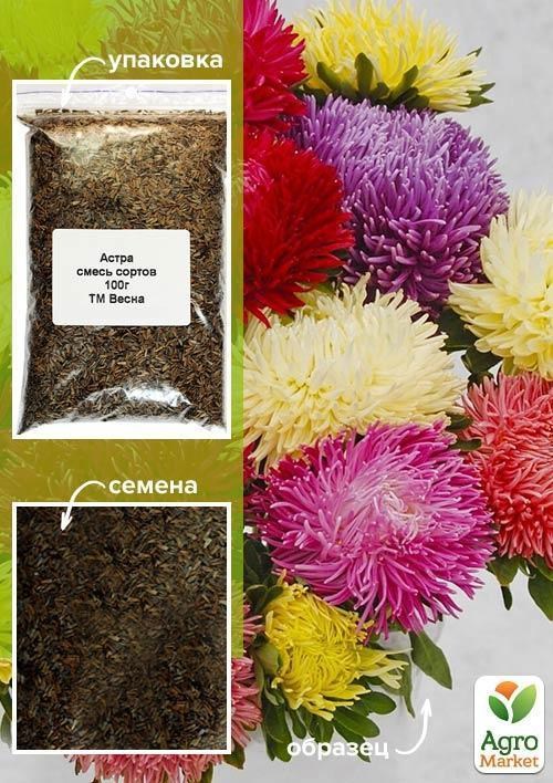Астра смесь сортов ТМ "Весна" 100г NEW