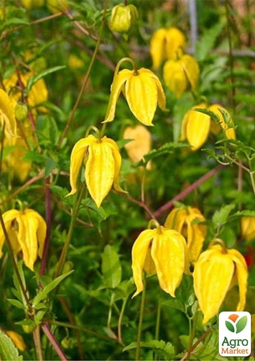 LMTD Клематіс 3-х річний "Tangutica" (висота 60-80см) - фото 5