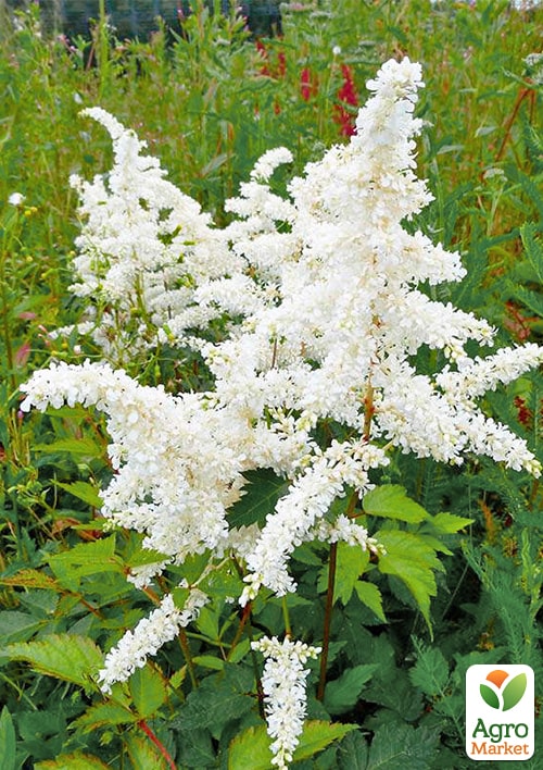 Астильба японская "Deutschland"  - фото 2