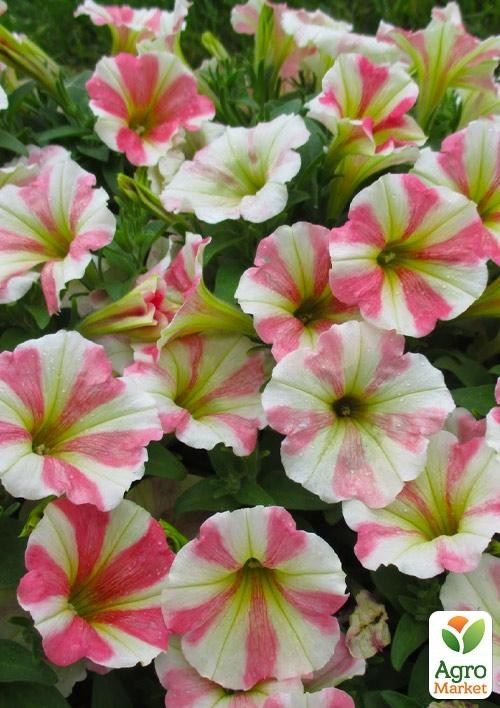 Петуния Peppy "Sunset" (контейнер №10, высота 10-15см)